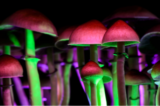 A Chieti funghi psichedelici per curare depressione, prima volta in Italia